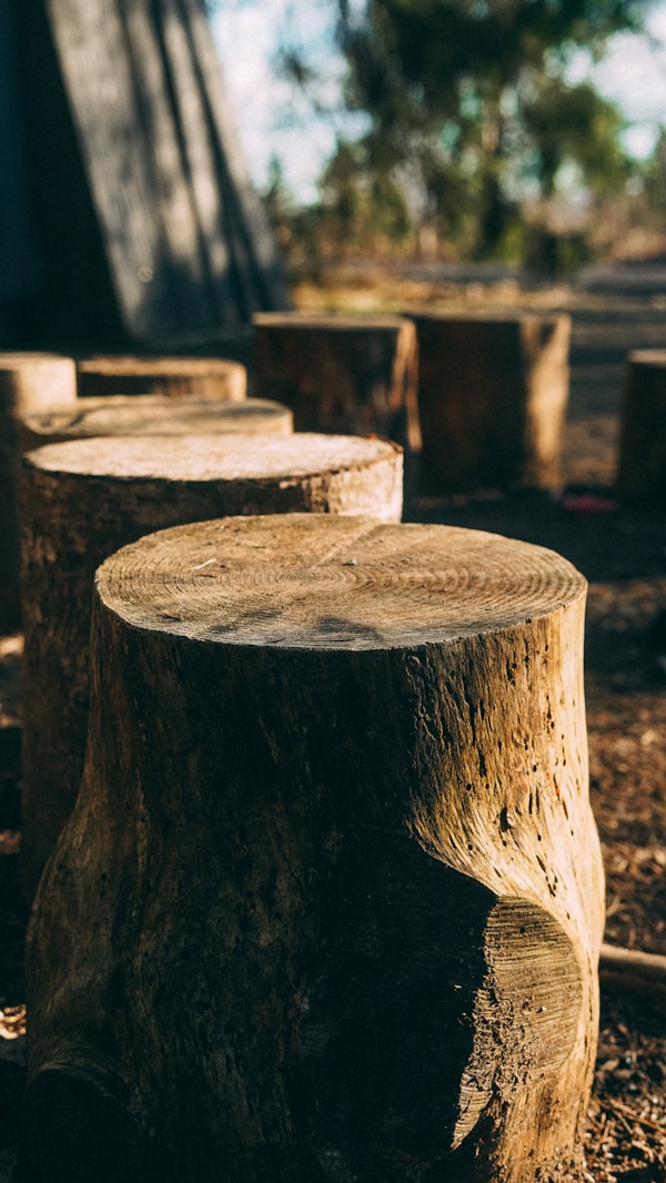 Stump grinding service in Green Bay