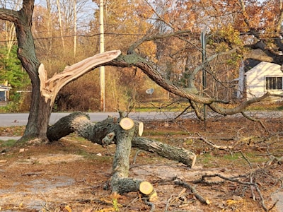 Emergency tree service in Green Bay — storm damage cleanup